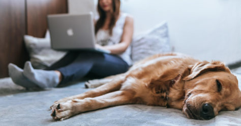 Golden retriever laying on bed while girl with a laptop works in the background